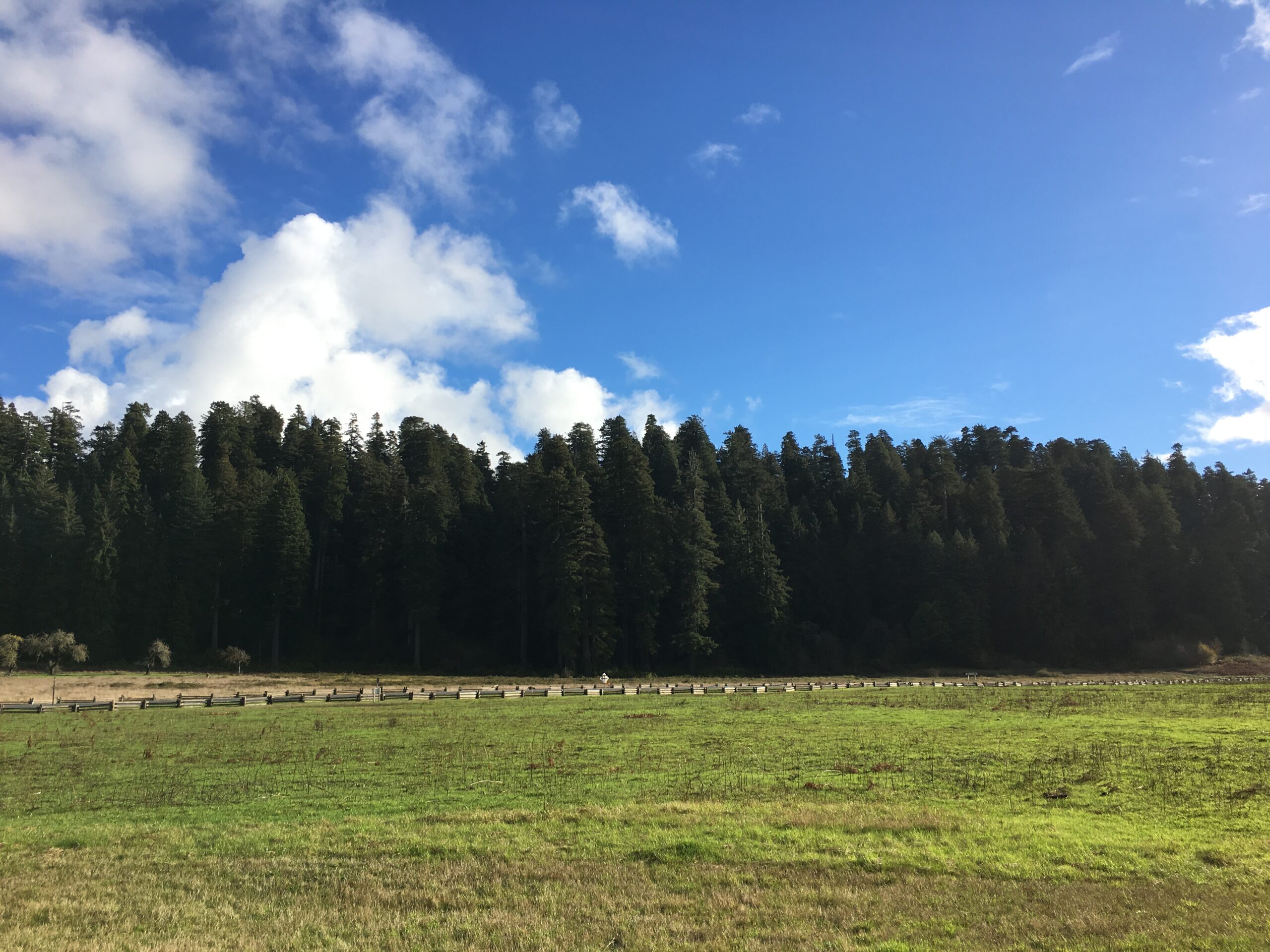 Near Prairie Creek Visitor Center, California, US